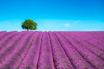 Fototapeta na wymiar Lavender and lonely tree uphill. Provence, France