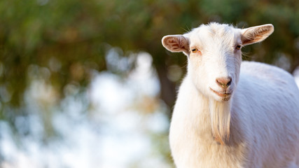 Closeup White Goat With Copy Space