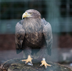 Seeadler auf einem Baumstumpf