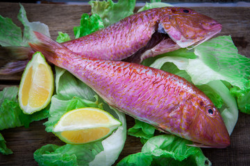 Red mullet fish