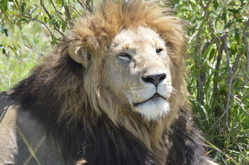Male lion