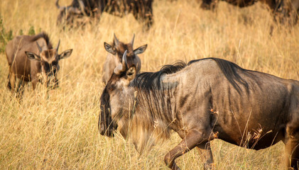Family of Blue or Common Wildebeest or Brindled Gnu - Scientific name: Connochaetes taurinus - Grazing on Red Oats