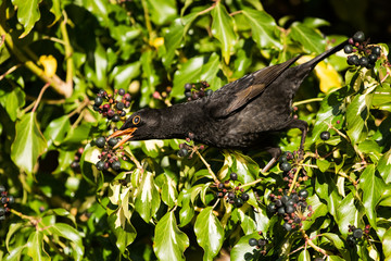 Blackbird, Turdus merula
