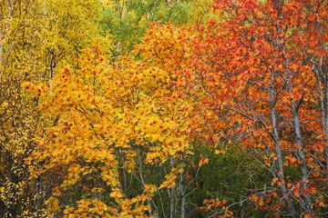 Landscape near Port-Baikal settlement. Irkutsk oblast. Russian