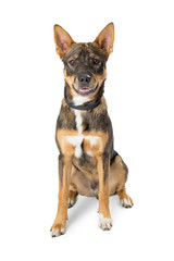 Friendly Shepherd Crossbreed Dog Sitting