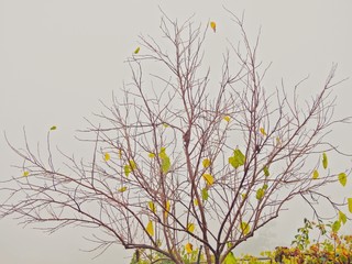 Autumn tree in a foggy day