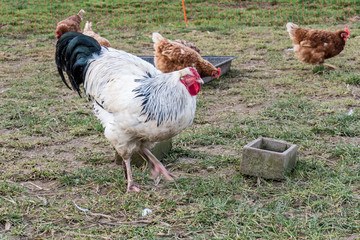 Freilaufende Hühner