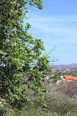 Midland Aruba with tree