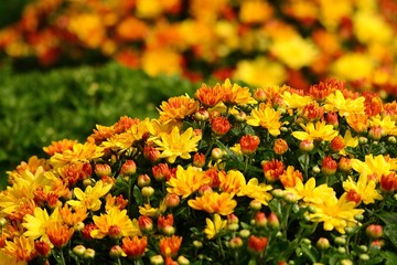 Colorful  Fall Chrysanthemums
