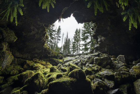 Low angle view of trees seen through Ole's Cave