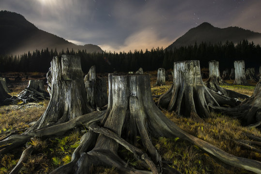 Tree stumps in forest against mountains