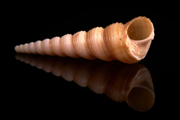 Sea seashell on a black background whit reflection on an black tile