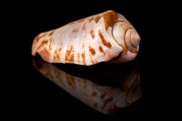 Sea seashell on a black background whit reflection on an black tile