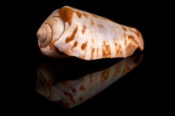 Sea seashell on a black background whit reflection on an black tile