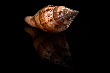 Sea seashell on a black background whit reflection on an black tile