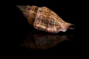 Sea seashell on a black background whit reflection on an black tile