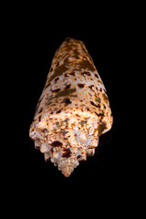 Sea seashell on a black background.