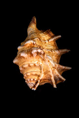 Sea seashell on a black background.