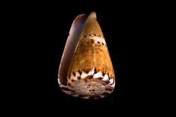 Sea seashell on a black background.
