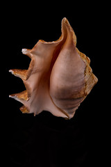 Sea seashell on a black background whit reflection on an black tile