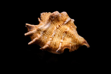 Sea seashell on a black background whit reflection on an black tile