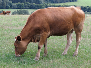 Young cow grazing on a meadow