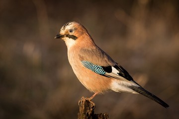 Bird jay (garrulus glandarius) on forest background. Wildlife. Eurasian jay, sitting on a branch in nature.