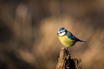 Blue Tit