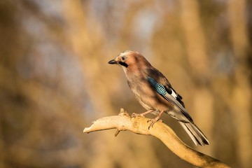 Bird jay (garrulus glandarius) on forest background. Wildlife. Eurasian jay, sitting on a branch in nature.