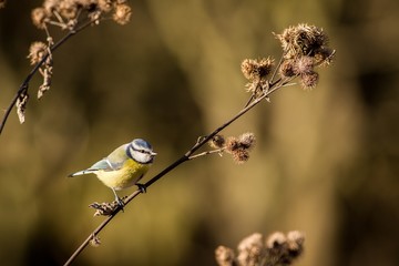 Blue Tit