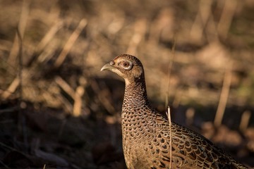 close up Common Pheasant