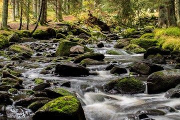 mountain river in forest