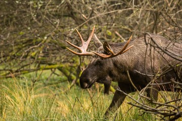 close up Elk