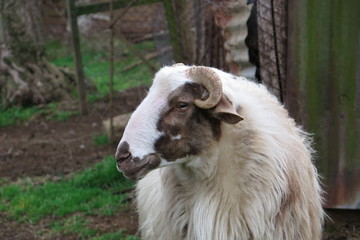 Obraz premium pecora