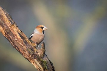 Hawfinch