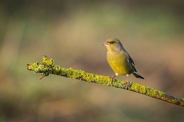 European Greenfinch