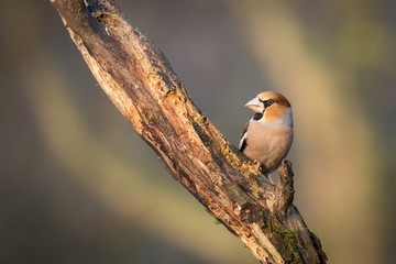 Hawfinch