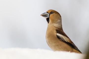 Hawfinch