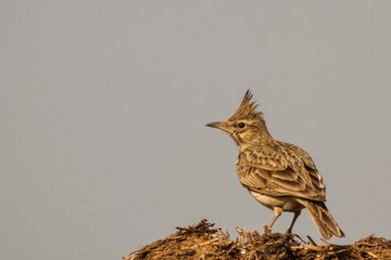 close up Crested Lark