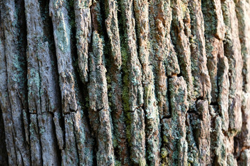 Close-up of tree trunk