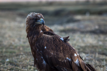Golden eagle sits in the Mongolian steppe.