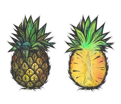 Hand drawn vector illustration of pineapple. Colorful design for t-shirt.
