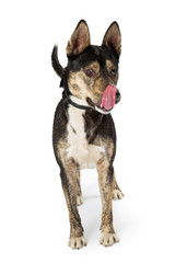 Hungry Cute Shepherd Dog