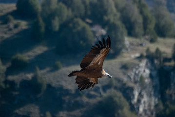 Fototapeta na wymiar Griffon Vulture in Duraton