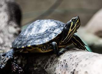 Schmuckschildkröte auf Baumstamm