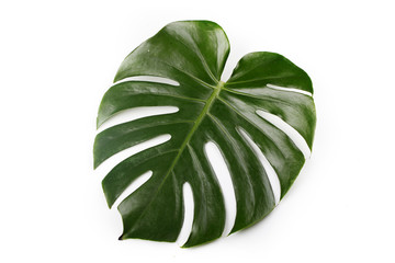 Tropical Leaves. Green fresh split leaf philodendron. Isolated on white background. Top view flat lay.
