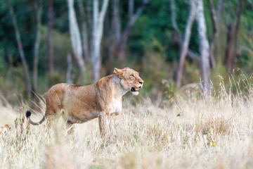 Lioness Standing in Kenya Grassland