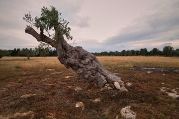 Old folded olive tree in Salento- Italy