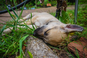 little cute light beige puppy with protruding ear sleeping in the garden