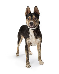 Medium Size Happy Shepherd Mix